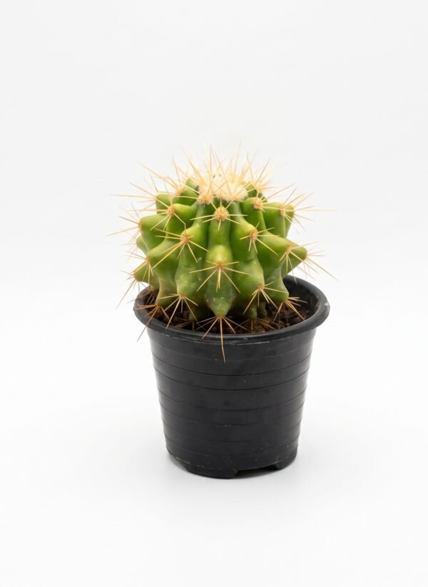 Echinocactus grusonii