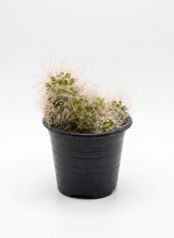 Echinocereus parkeri