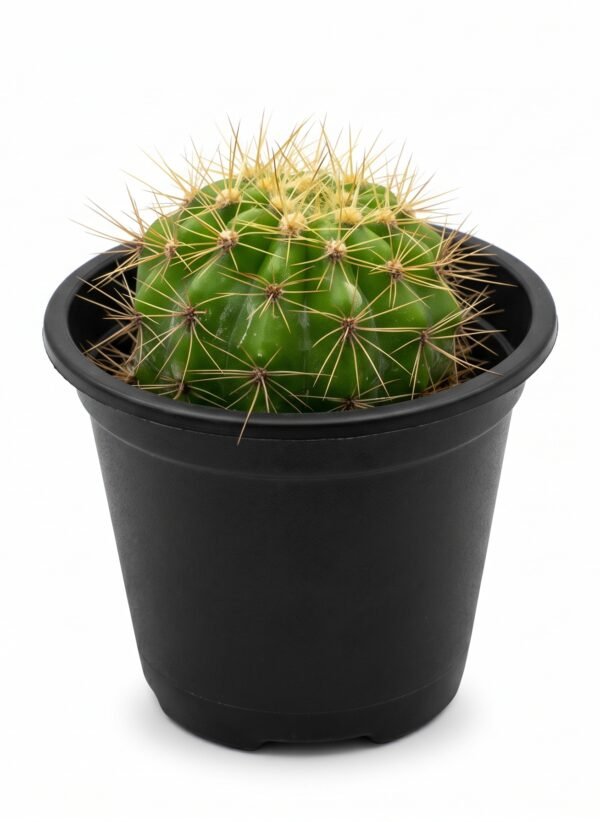 Echinopsis Calochlora Mini
