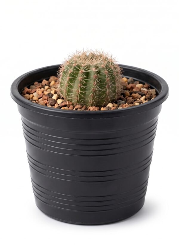 Echinopsis Lobivia Mini