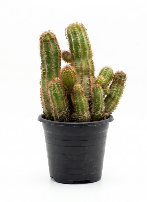 Echinopsis chamaecereus