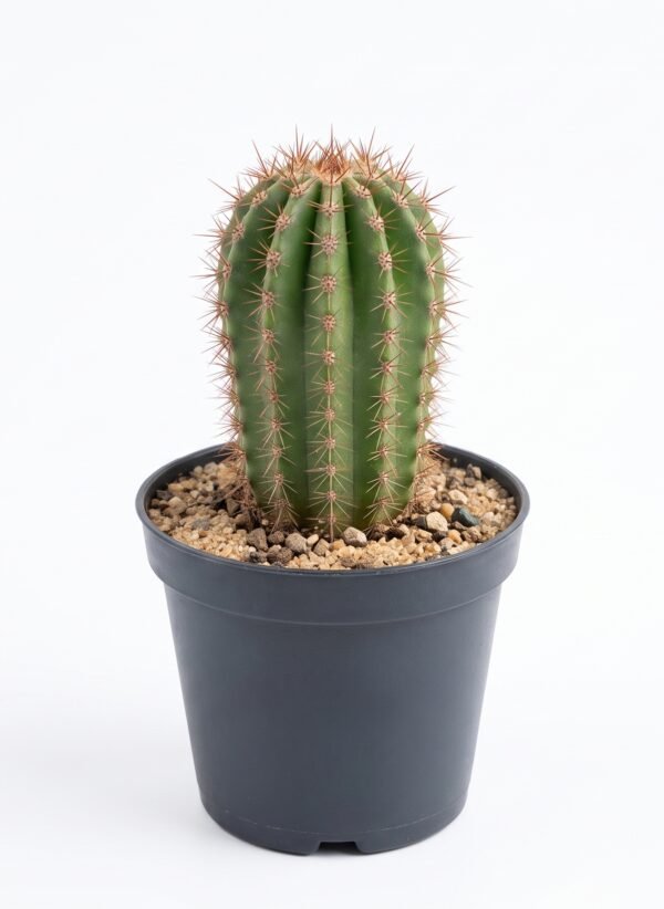 Echinopsis Shaferi Mini