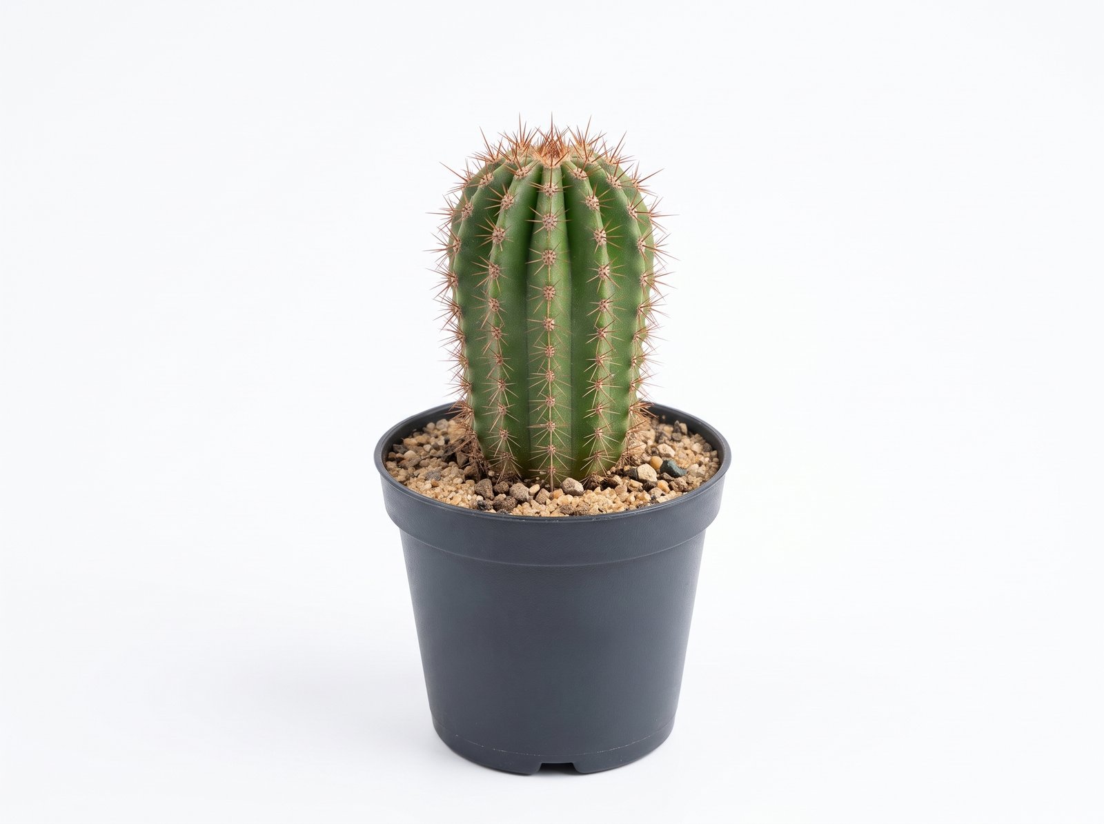 Echinopsis shaferi mini 1 Echinopsis Shaferi Mini - Image 1