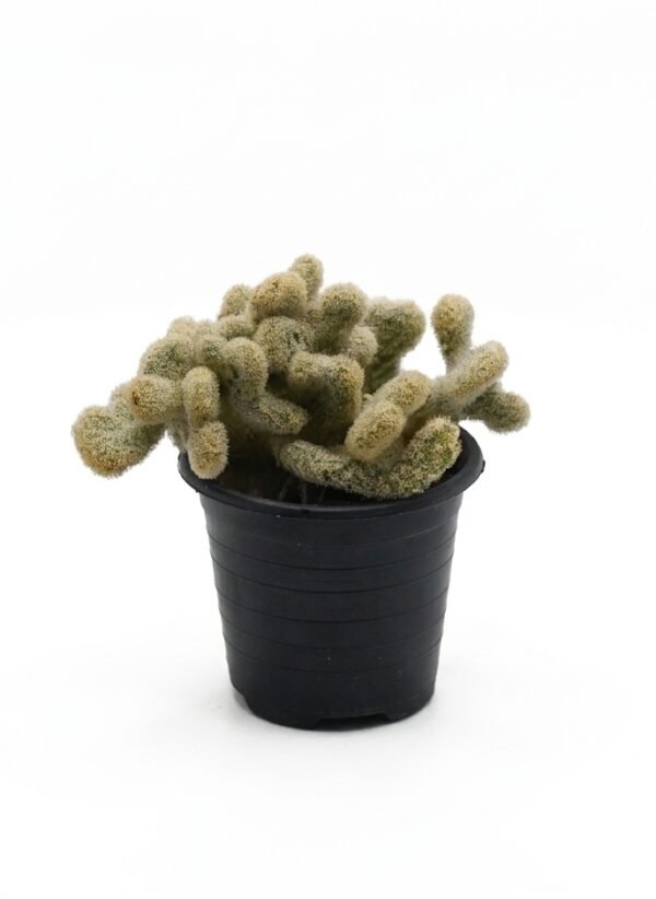Brain Cactus