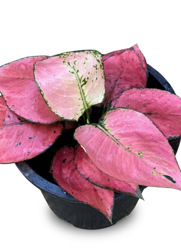 Aglaonema SPP komfa