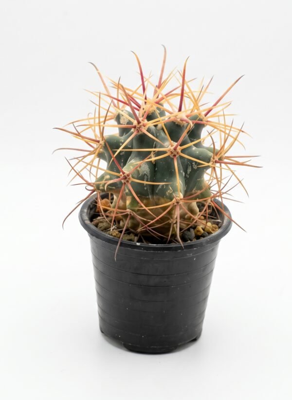 Coast Barrel Cactus