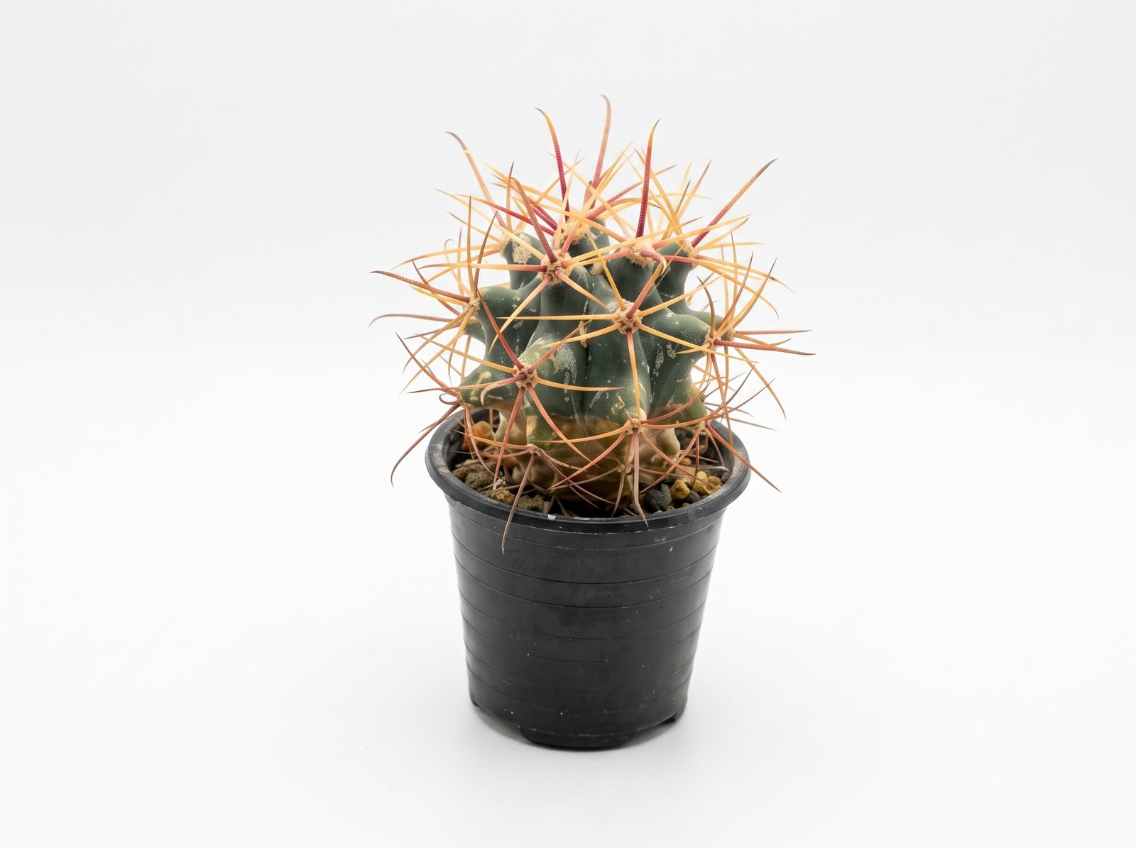Gemini_Generated_Image_1qztn11qztn11qzt Coast Barrel Cactus - Image 1