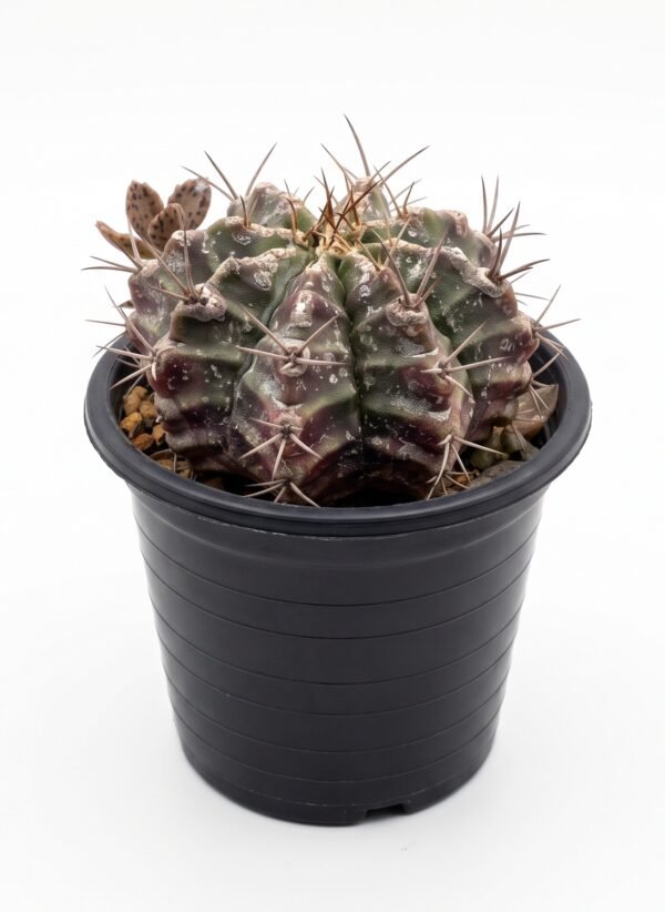 Gymnocalycium Mihanovichii 'Black Widow' Mini