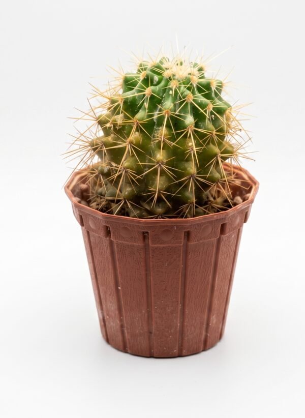 Golden Barrel Cactus