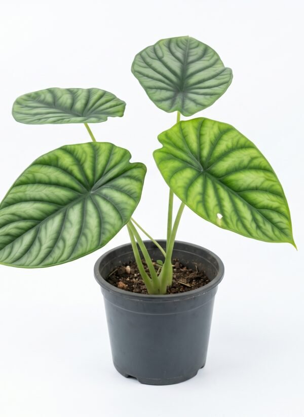 Green Shield Alocasia