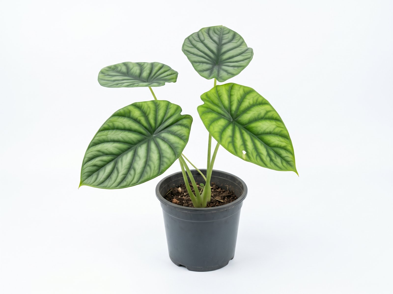 Green Shield Alocasia . rs 400 . stock 3 Green Shield Alocasia - Image 1