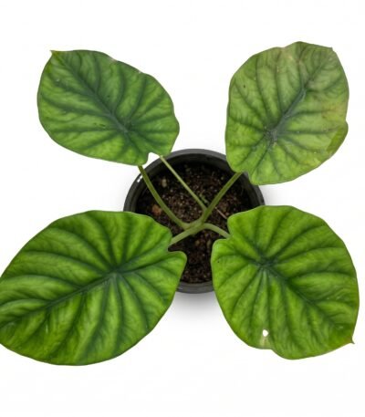 Green Shield Alocasia indoor plant