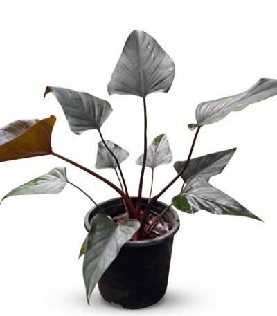 Black Homalomena plant