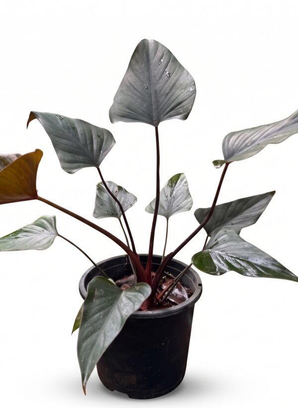 Black Homalomena plant