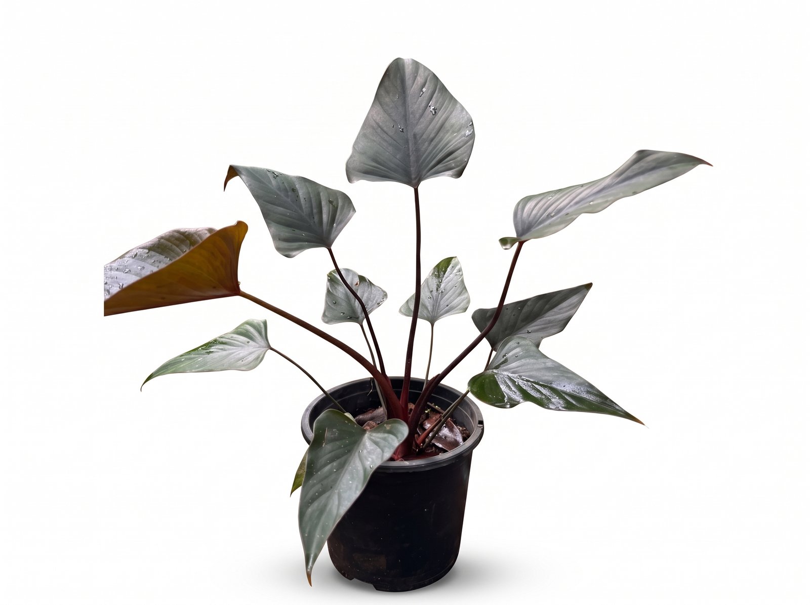 Black Homalomena Black Homalomena plant