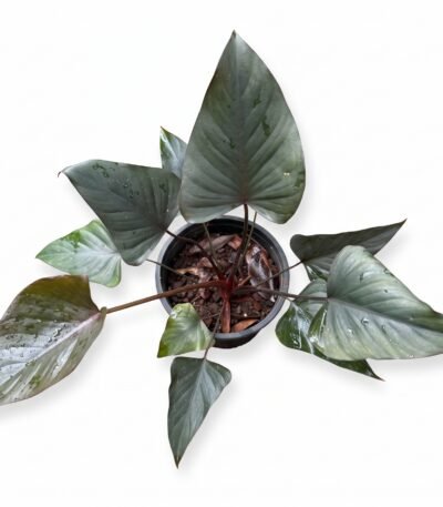 Black Homalomena foliage close-up