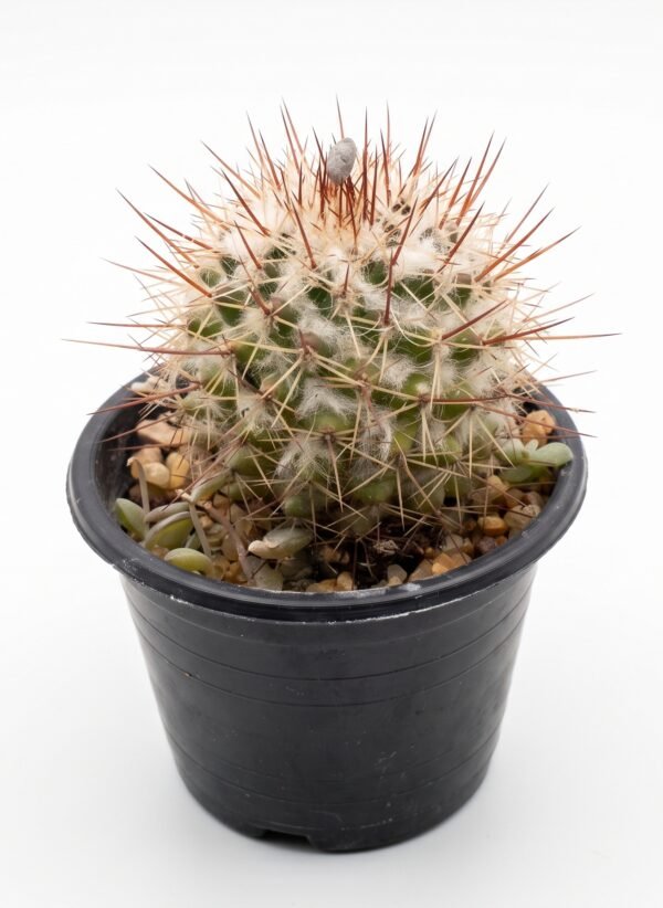 Mammillaria Bombycina Mini