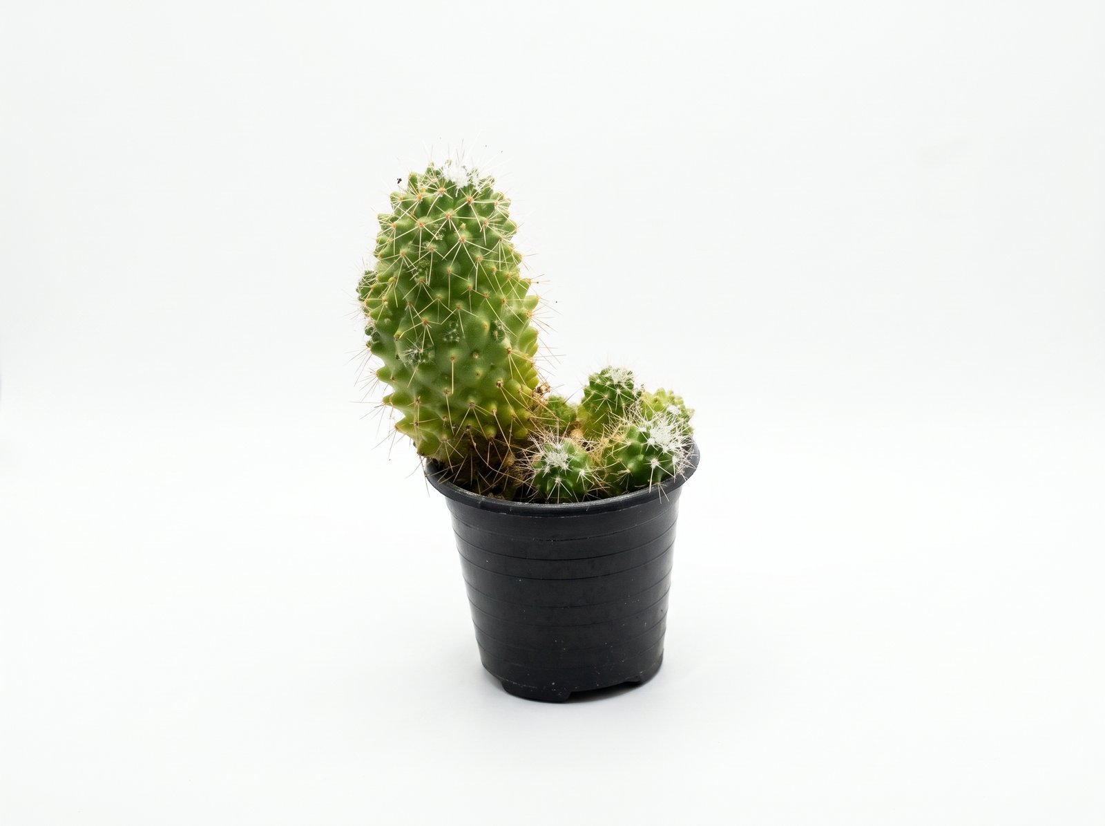 Mammillaria elongata 1 Mother of Hundreds - Image 1