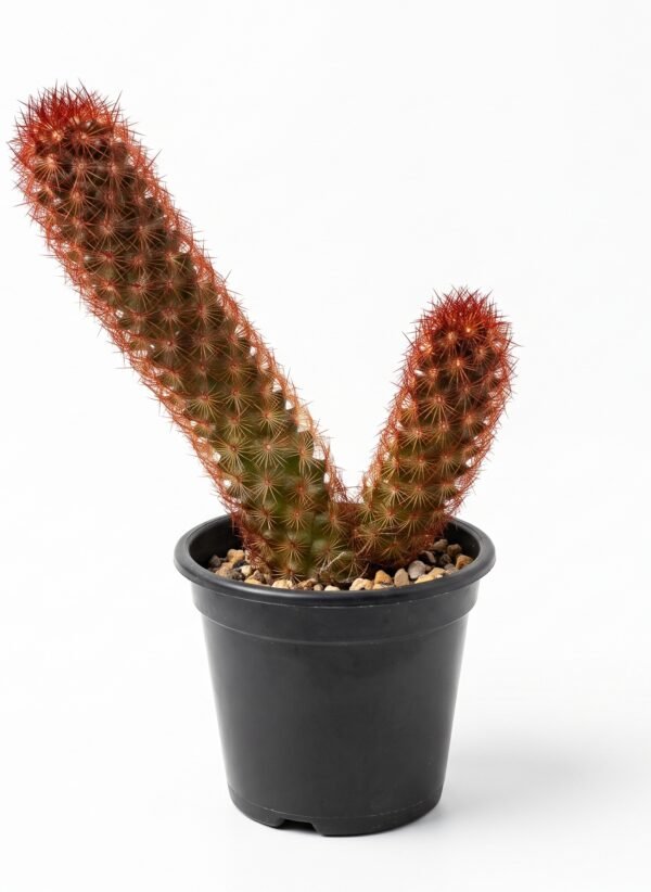 Mammillaria Elongata Copper Mini