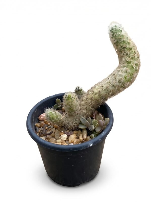 Mammillaria Elongata, The Ladyfinger Mini