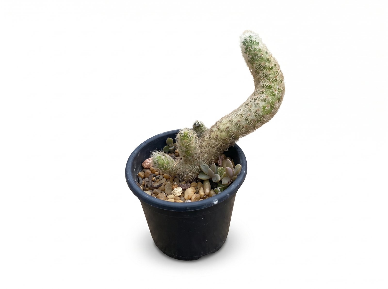 Mammillaria elongata, the ladyfinger mini 1 Mammillaria Elongata, The Ladyfinger Mini - Image 1