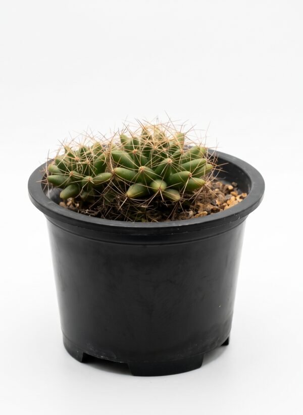 Pincushion