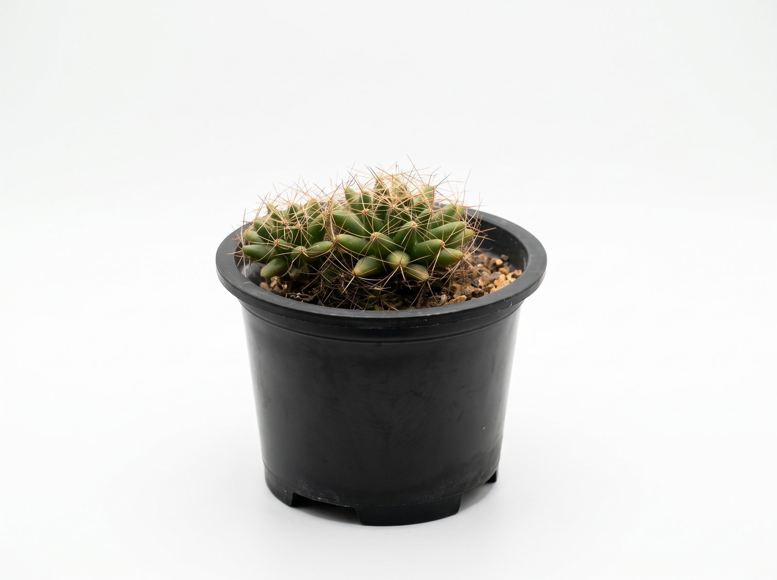 Mammillaria longimamma 1 Pincushion - Image 1