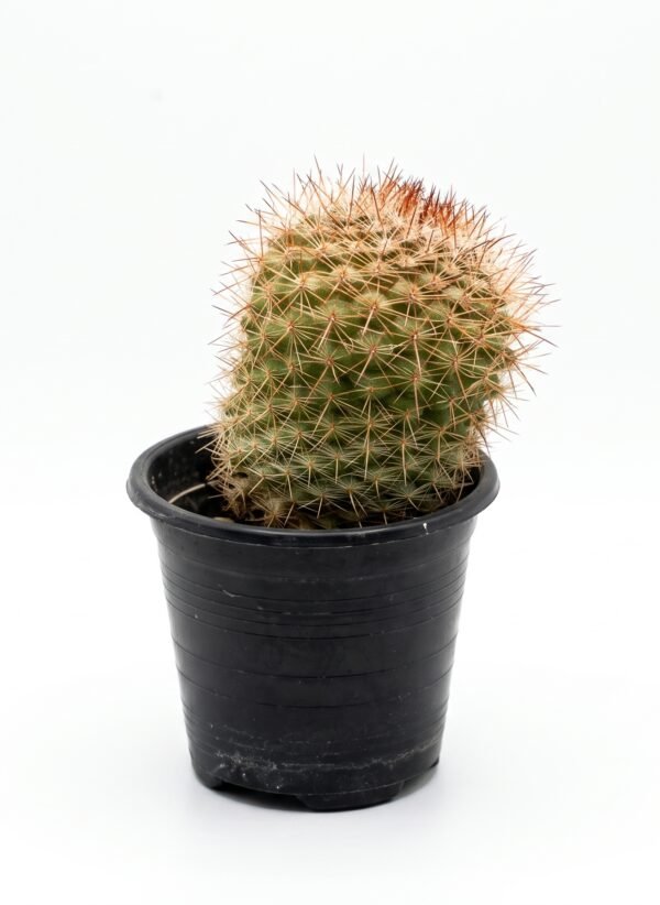 Golden Spiny
