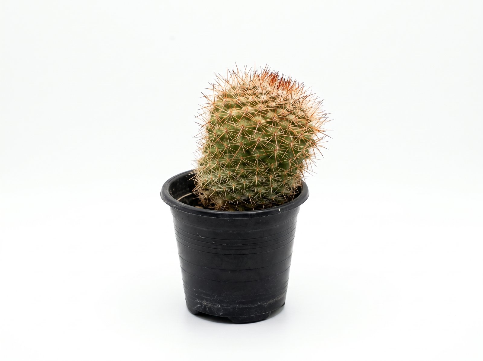 Mammillaria spinosissima 1 Golden Spiny - Image 1
