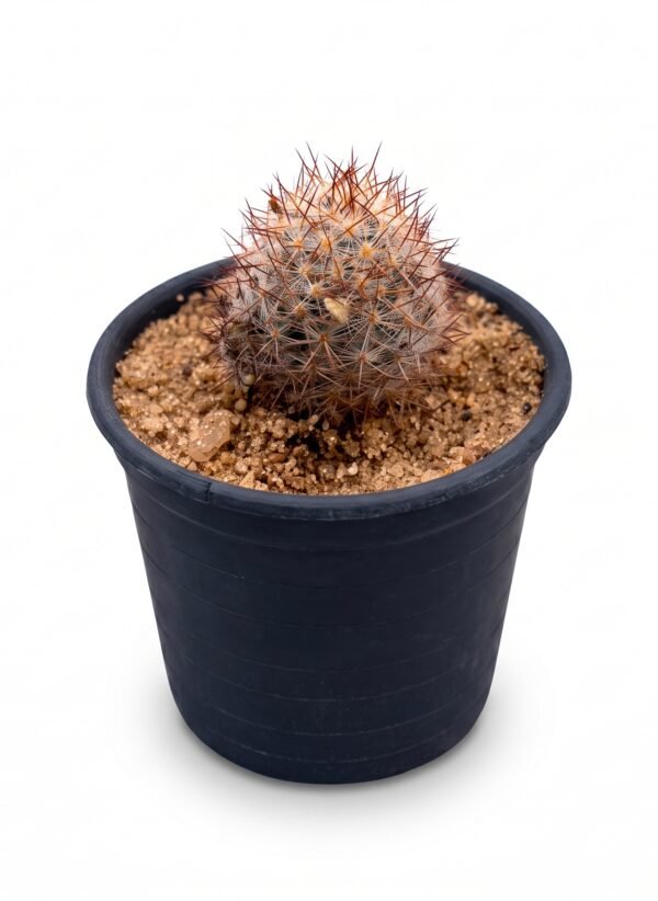 Mammillaria Tenango Del Valle White Mini