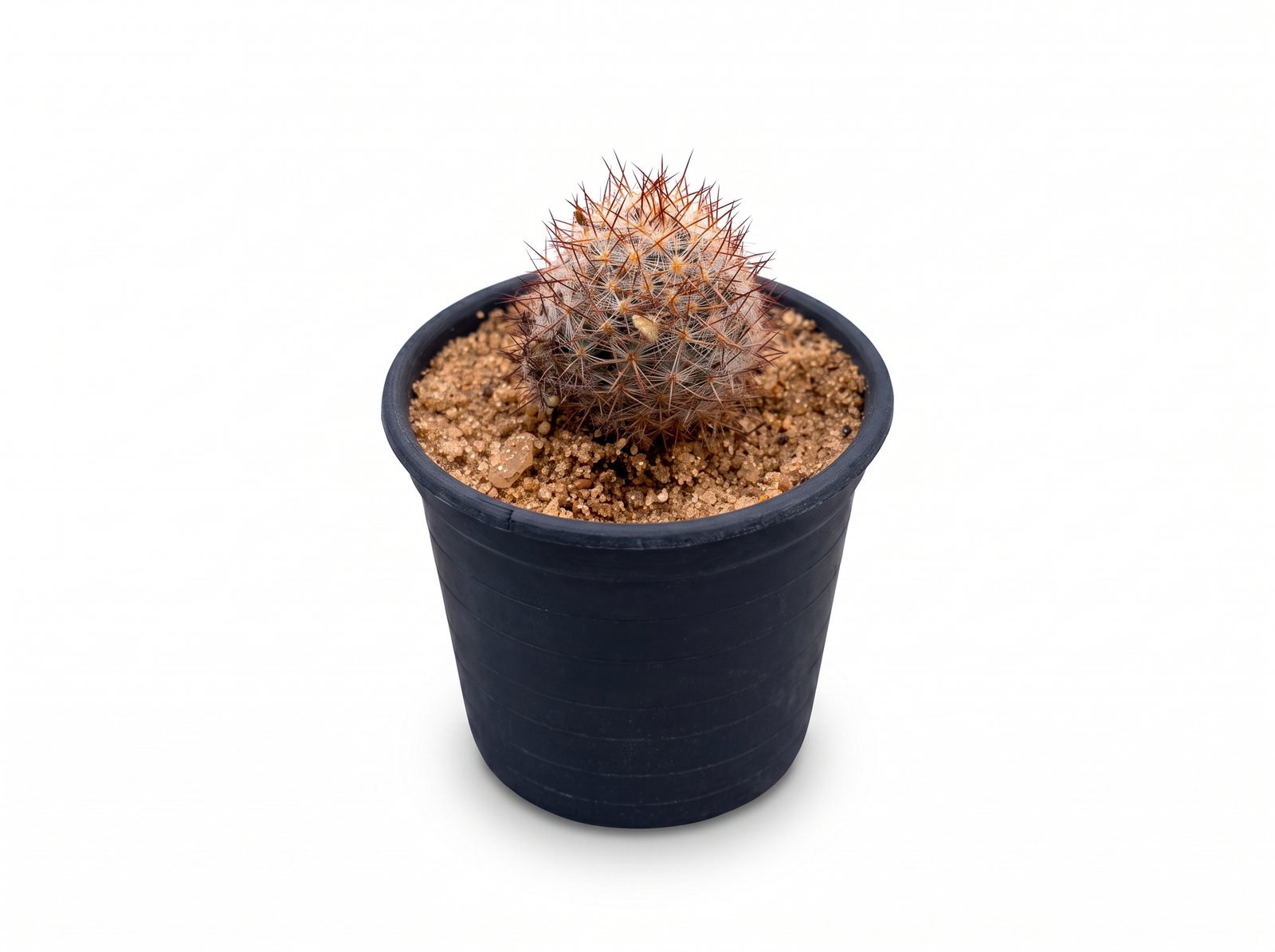 Mammillaria tenango del valle White mini 1 Mammillaria Tenango Del Valle White Mini - Image 1