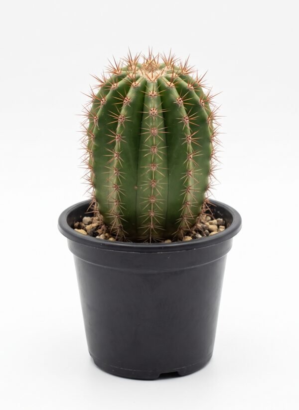 Neobuxbaumia Polylopha Mini