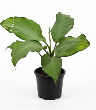 Peace Lily indoor plant