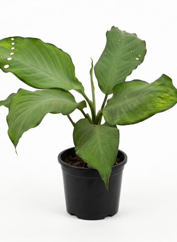 Peace Lily indoor plant