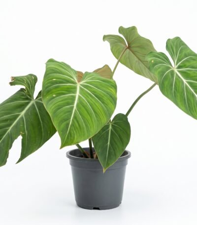 Philodendron Gloriosum indoor plant