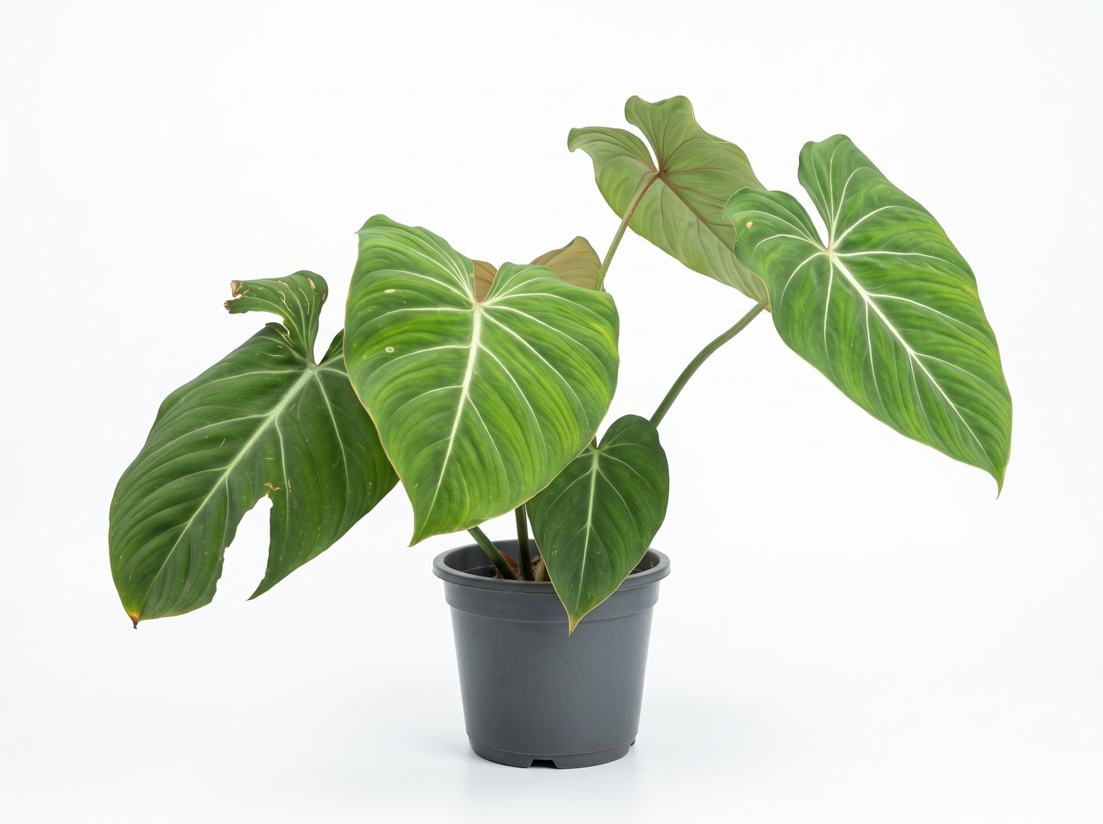 Philodendron Gloriosum Philodendron Gloriosum indoor plant