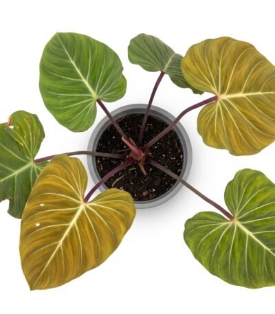 Philodendron Gloriosum indoor plant
