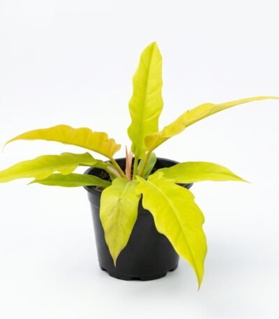 Philodendron 'Golden Crocodile' indoor plant