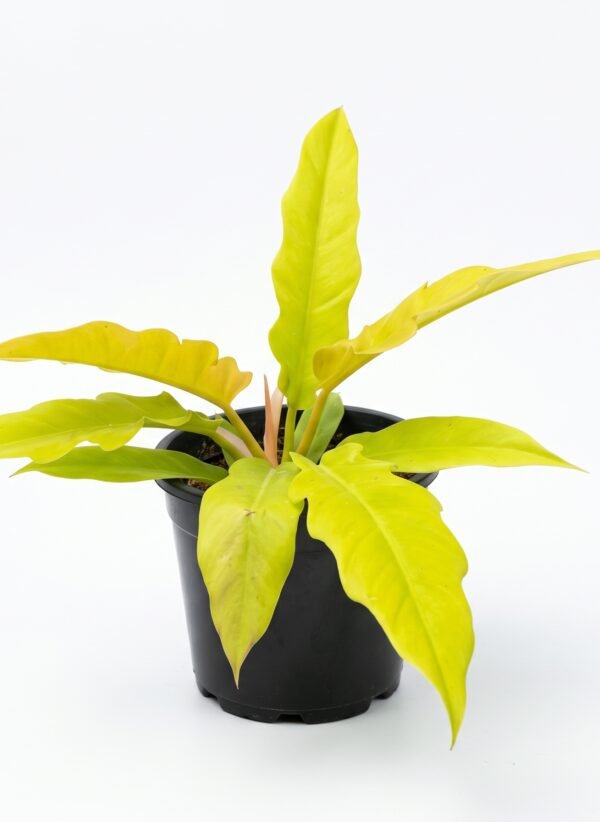 Philodendron 'Golden Crocodile' indoor plant
