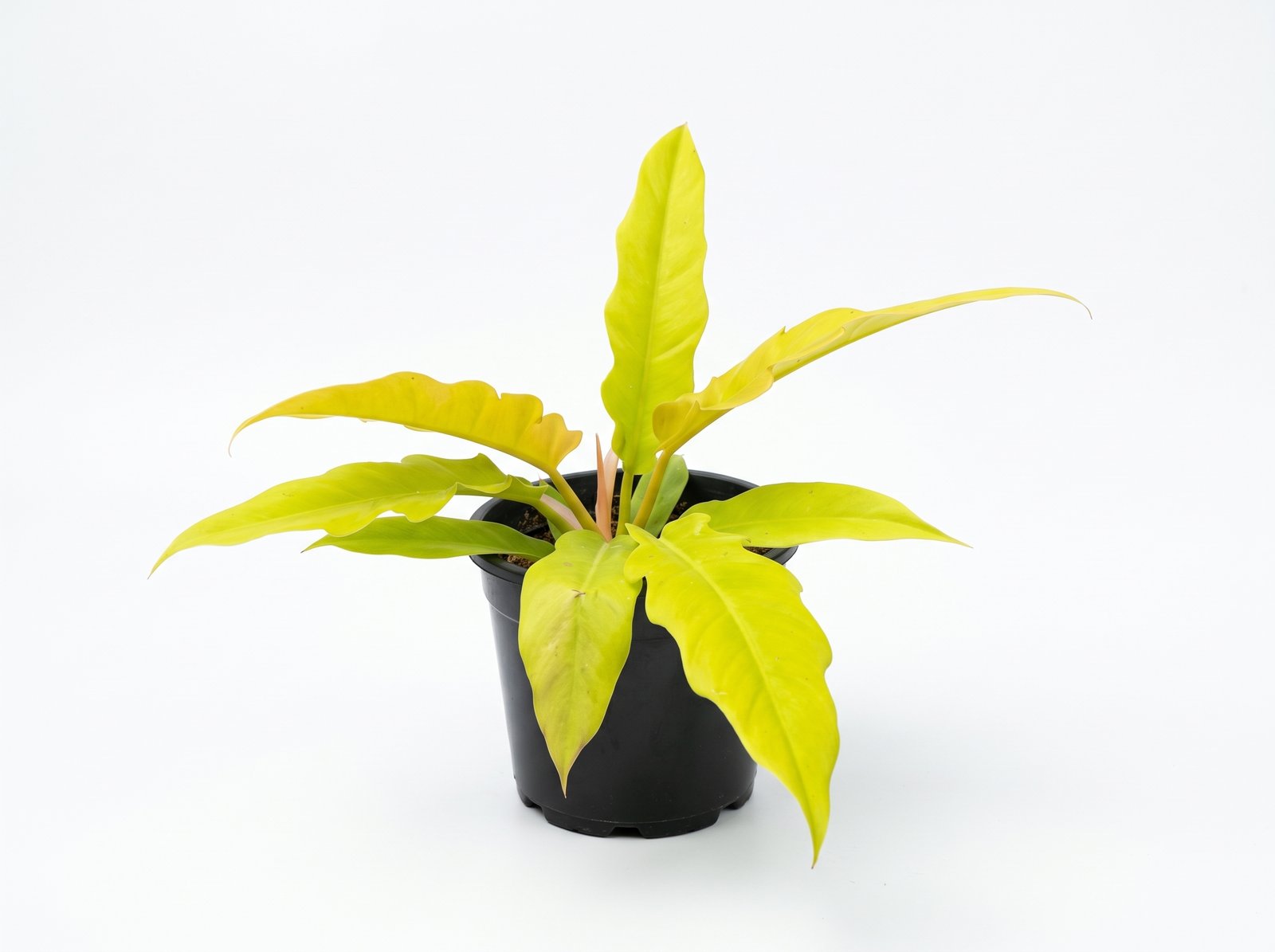Philodendron 'Golden Crocodile' Philodendron 'Golden Crocodile' indoor plant