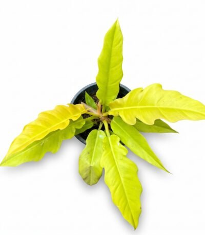 Philodendron 'Golden Crocodile' indoor plant