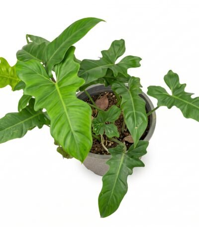 Philodendron 'Golden Dragon' indoor plant