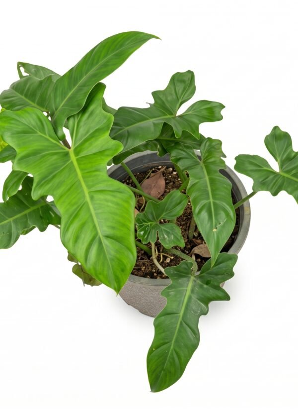 Philodendron 'Golden Dragon' indoor plant