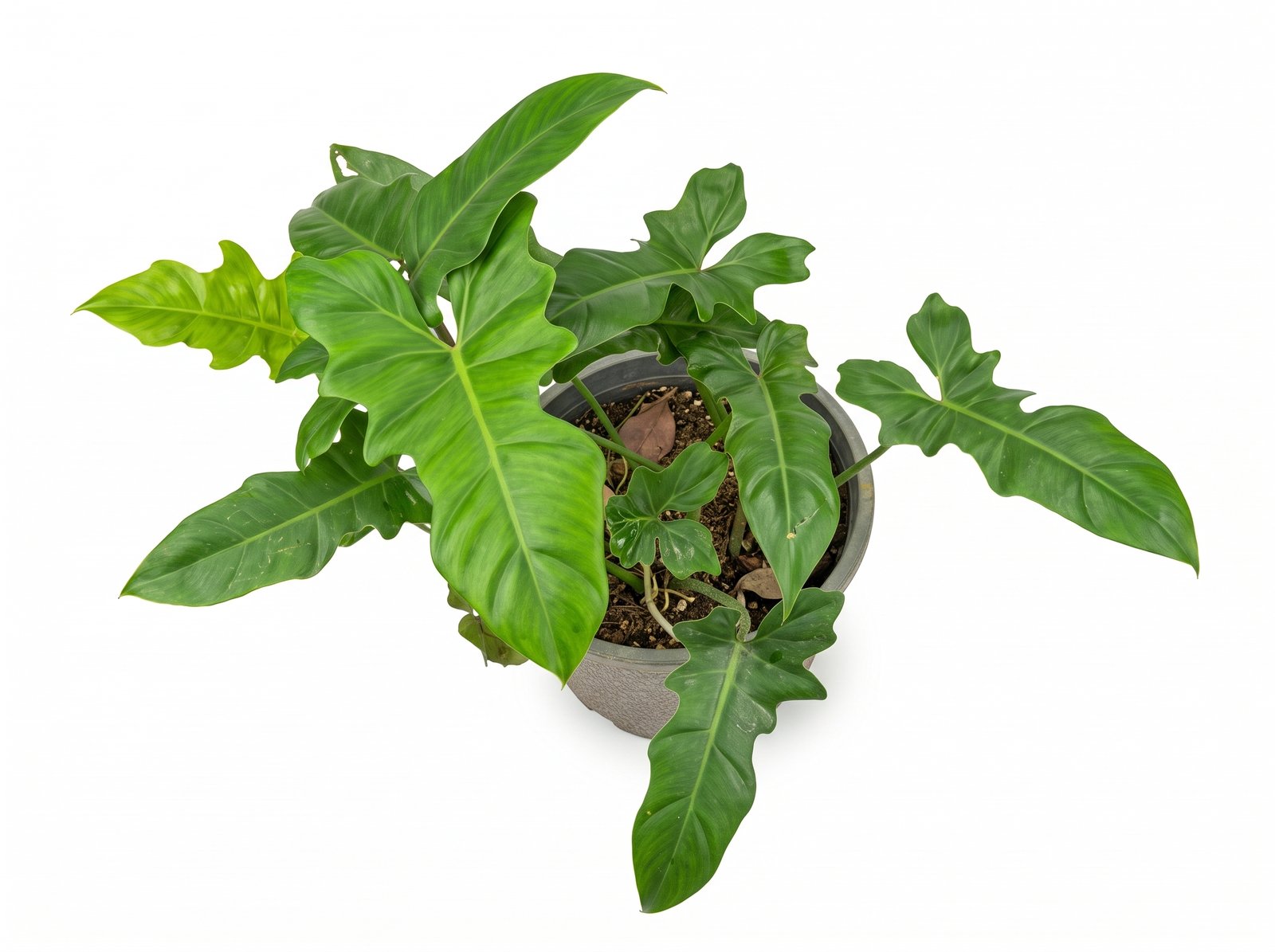 Philodendron 'Golden Dragon' Philodendron 'Golden Dragon' indoor plant