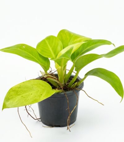 Philodendron Moonlight indoor plant