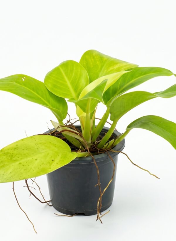 Philodendron Moonlight indoor plant