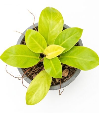 Philodendron Moonlight indoor plant