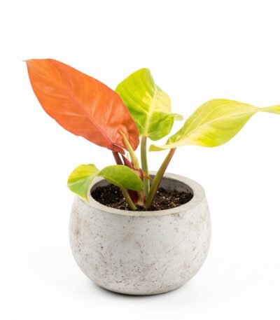 Philodendron 'Red Moon' indoor plant