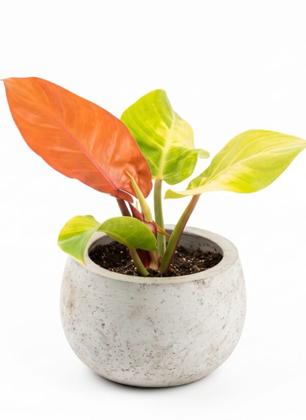 Philodendron 'Red Moon' indoor plant