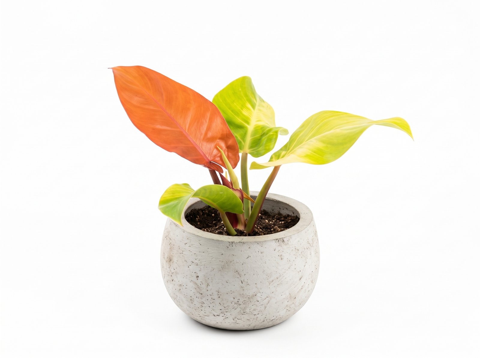 Philodendron 'Red Moon' Philodendron 'Red Moon' indoor plant